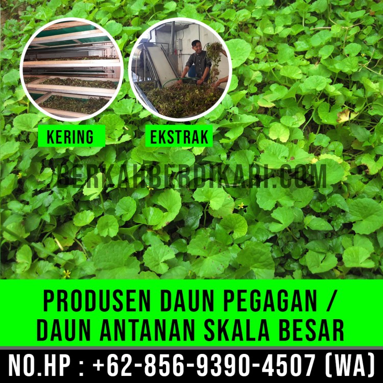 pegagan, antanan, daun pegagan, daun antanan, daun centella asiatica, jual daun pegagan, daun pegagan kering, daun antanan kering, ekstrak daun pegagan, ekstrak daun antanan, pabrik daun pegagan, produsen daun pegagan, perusahaan daun pegagan, supplier daun pegagan, distributor daun pegagan, jual daun antanan, pabrik daun antanan, produsen daun antanan, perusahaan daun antanan, supplier daun antanan, distributor daun antanan