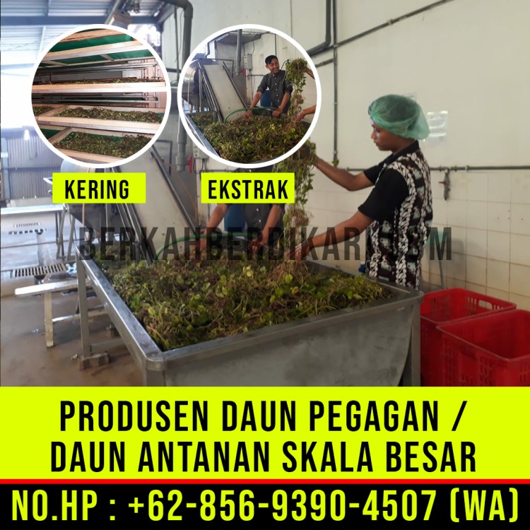 pegagan, antanan, daun pegagan, daun antanan, daun centella asiatica, jual daun pegagan, daun pegagan kering, daun antanan kering, ekstrak daun pegagan, ekstrak daun antanan, pabrik daun pegagan, produsen daun pegagan, perusahaan daun pegagan, supplier daun pegagan, distributor daun pegagan, jual daun antanan, pabrik daun antanan, produsen daun antanan, perusahaan daun antanan, supplier daun antanan, distributor daun antanan