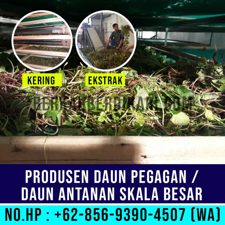 pegagan, antanan, daun pegagan, daun antanan, daun centella asiatica, jual daun pegagan, daun pegagan kering, daun antanan kering, ekstrak daun pegagan, ekstrak daun antanan, pabrik daun pegagan, produsen daun pegagan, perusahaan daun pegagan, supplier daun pegagan, distributor daun pegagan, jual daun antanan, pabrik daun antanan, produsen daun antanan, perusahaan daun antanan, supplier daun antanan, distributor daun antanan