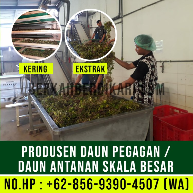 pegagan, antanan, daun pegagan, daun antanan, daun centella asiatica, jual daun pegagan, daun pegagan kering, daun antanan kering, ekstrak daun pegagan, ekstrak daun antanan, pabrik daun pegagan, produsen daun pegagan, perusahaan daun pegagan, supplier daun pegagan, distributor daun pegagan, jual daun antanan, pabrik daun antanan, produsen daun antanan, perusahaan daun antanan, supplier daun antanan, distributor daun antanan