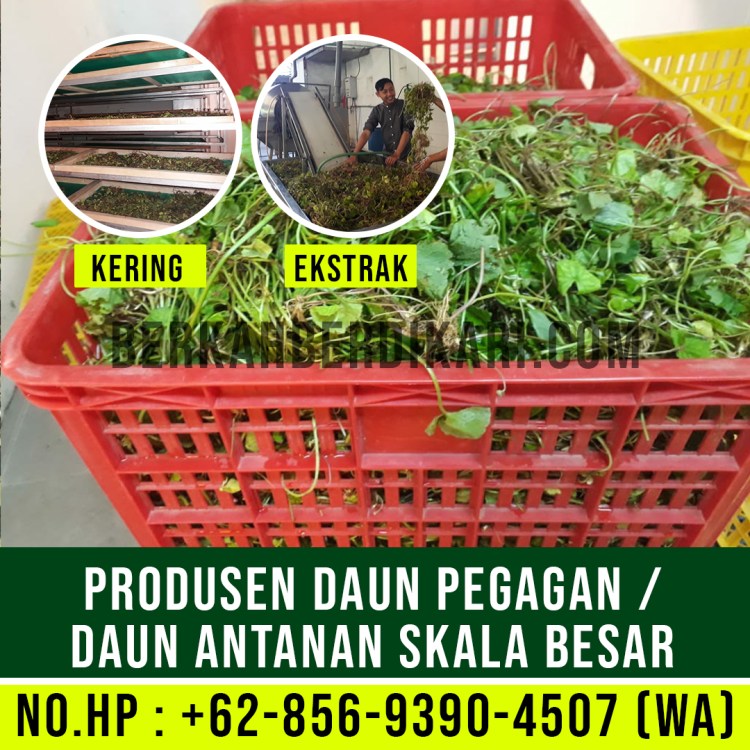 pegagan, antanan, daun pegagan, daun antanan, daun centella asiatica, jual daun pegagan, daun pegagan kering, daun antanan kering, ekstrak daun pegagan, ekstrak daun antanan, pabrik daun pegagan, produsen daun pegagan, perusahaan daun pegagan, supplier daun pegagan, distributor daun pegagan, jual daun antanan, pabrik daun antanan, produsen daun antanan, perusahaan daun antanan, supplier daun antanan, distributor daun antanan