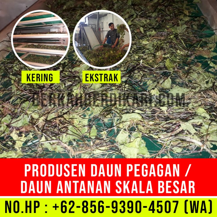 pegagan, antanan, daun pegagan, daun antanan, daun centella asiatica, jual daun pegagan, daun pegagan kering, daun antanan kering, ekstrak daun pegagan, ekstrak daun antanan, pabrik daun pegagan, produsen daun pegagan, perusahaan daun pegagan, supplier daun pegagan, distributor daun pegagan, jual daun antanan, pabrik daun antanan, produsen daun antanan, perusahaan daun antanan, supplier daun antanan, distributor daun antanan