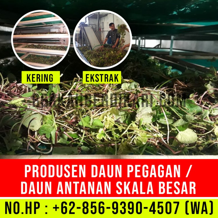 pegagan, antanan, daun pegagan, daun antanan, daun centella asiatica, jual daun pegagan, daun pegagan kering, daun antanan kering, ekstrak daun pegagan, ekstrak daun antanan, pabrik daun pegagan, produsen daun pegagan, perusahaan daun pegagan, supplier daun pegagan, distributor daun pegagan, jual daun antanan, pabrik daun antanan, produsen daun antanan, perusahaan daun antanan, supplier daun antanan, distributor daun antanan
